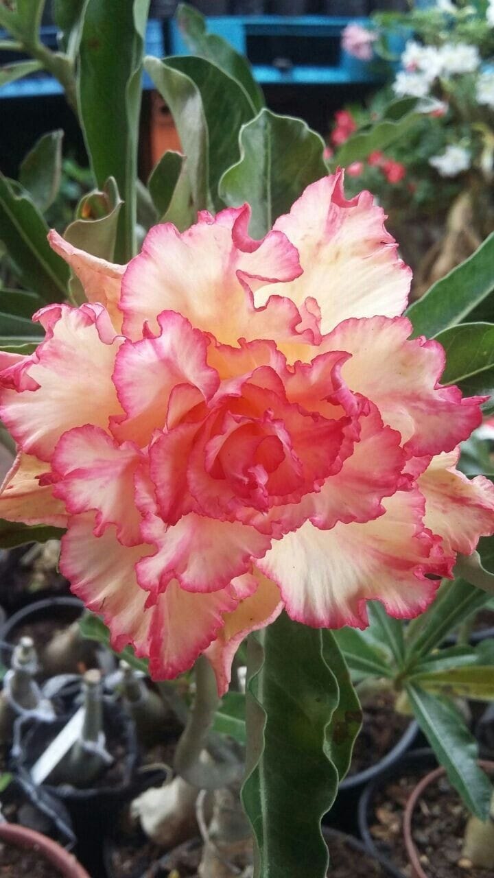 Rosey Variety Adenium  Obesum Desert Rose Grafted Flowers Plant -P39