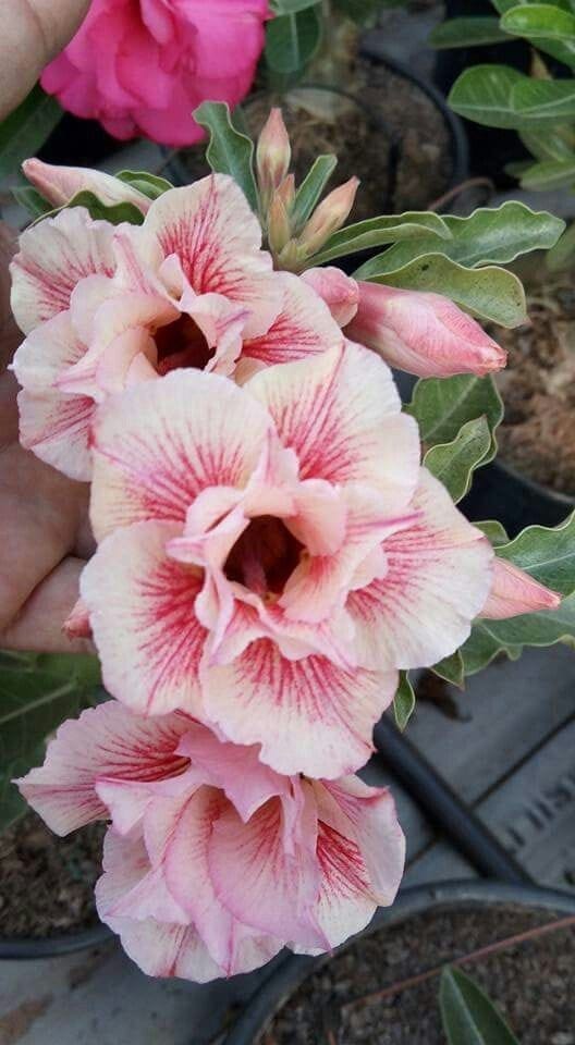 Rosey Variety Adenium Obesum Desert Rose Grafted Flowers Plant-P49