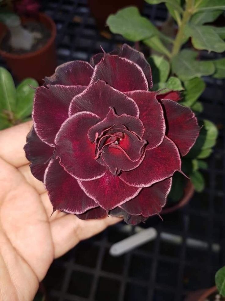 Rosey Variety Adenium Obesum Desert Rose Grafted Flowers Plant-P51