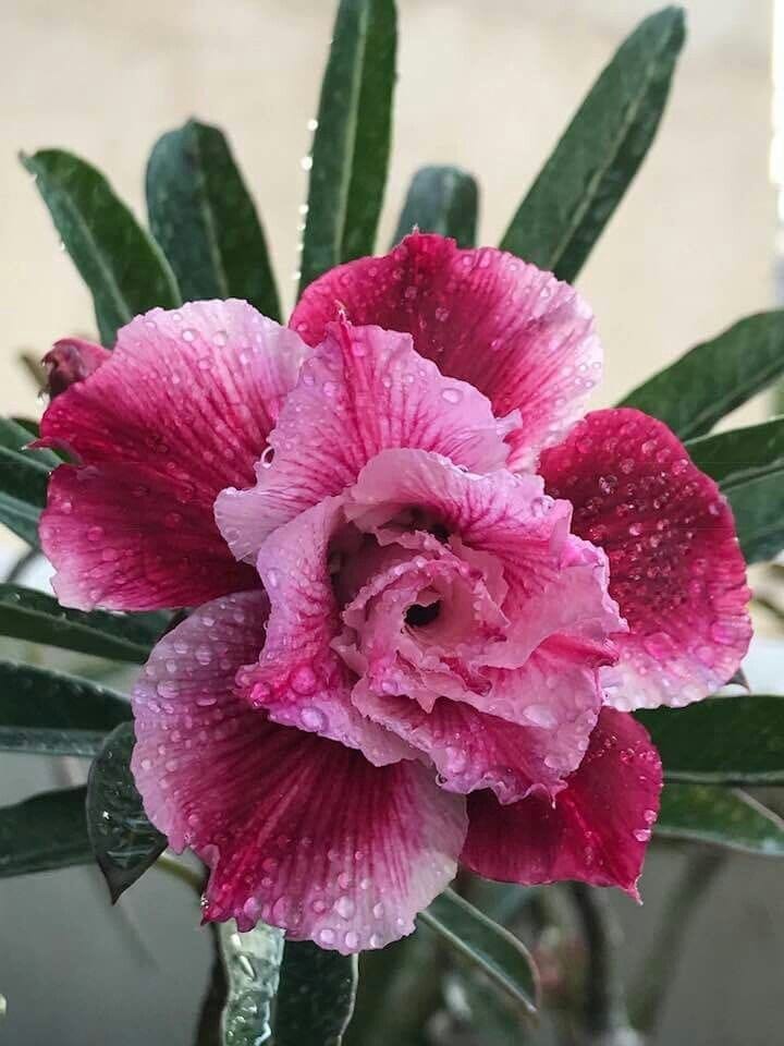 Rosey Verity Adenium Obesum Desert Rose Grafted Flowers Plant-P96
