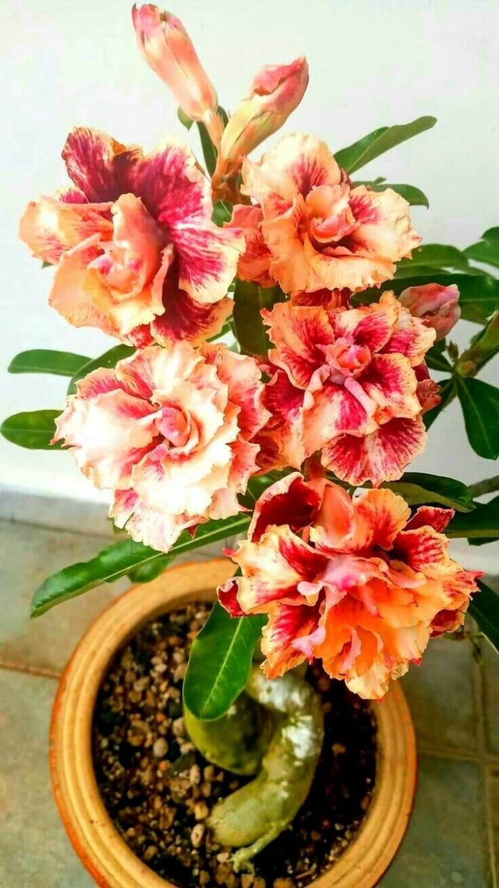 Rosey Variety Adenium  Obesum Desert Rose Grafted Flowers Plant-P48