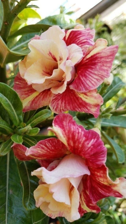 Rosey Variety Adenium Obesum Desert Rose Grafted Flowers Plant-P63