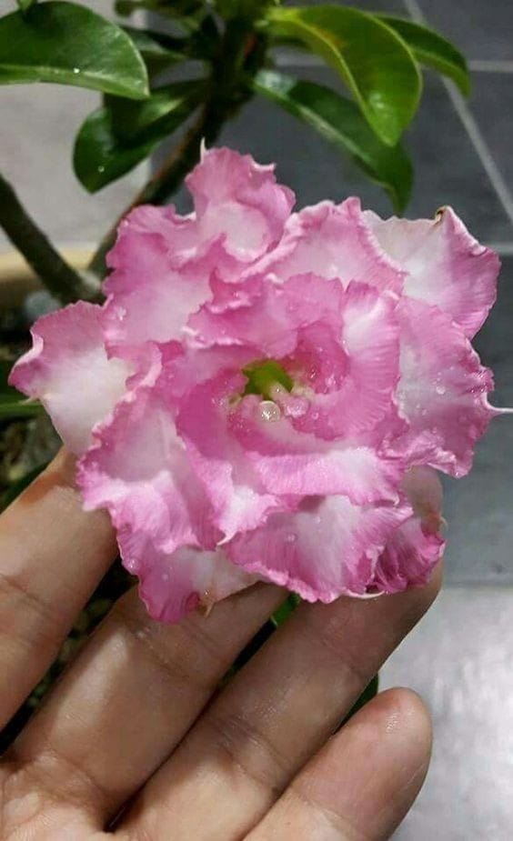 Rosey Variety Adenium Obesum Desert Rose Grafted Flowers Plant-P76