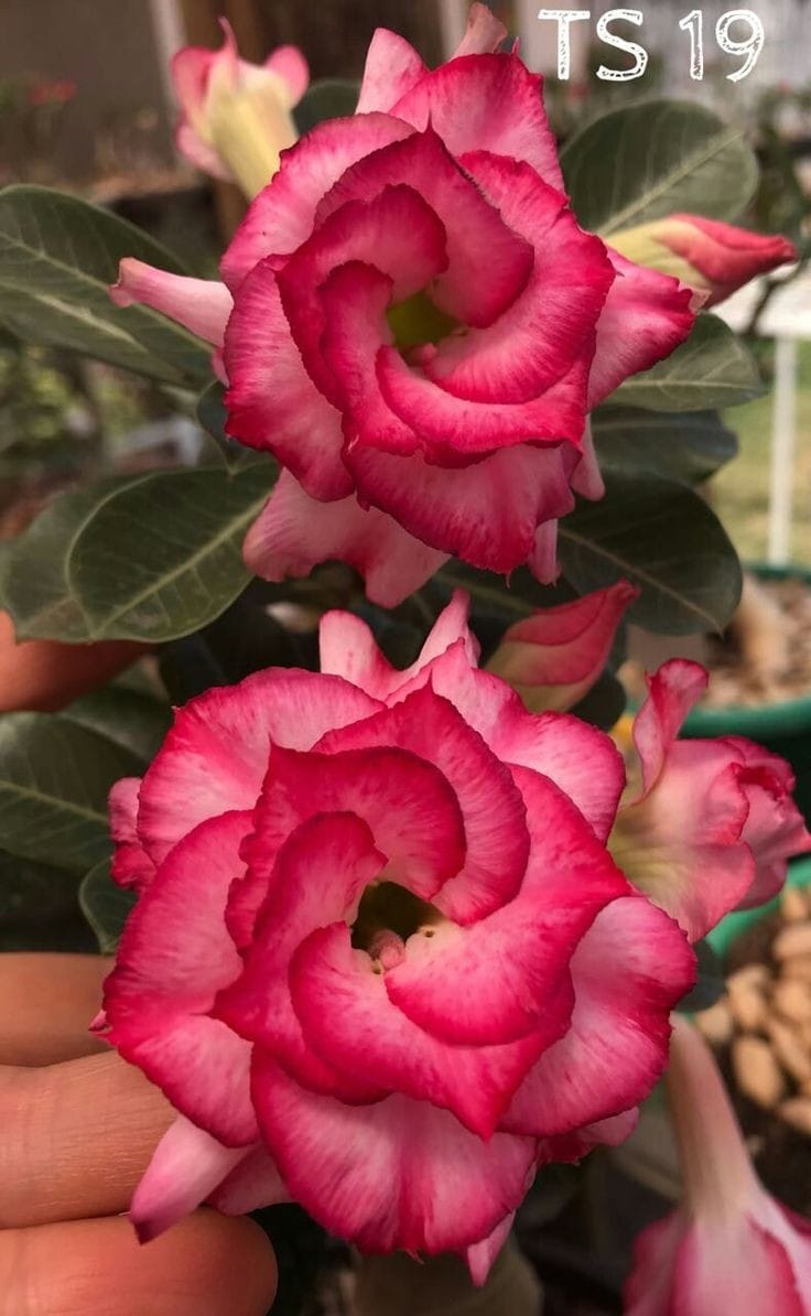 Rosey Variety Adenium Obesum Desert Rose Grafted Flowers Plant-P61