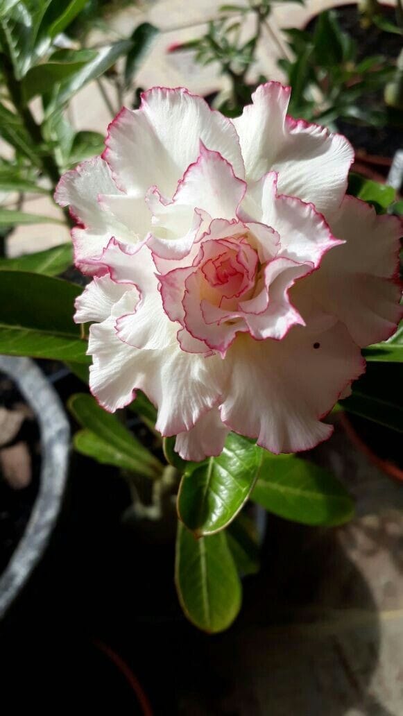 Rosey Variety Grafting Adenium Obesum Desert Rose Grafted Flowers Plant-P88