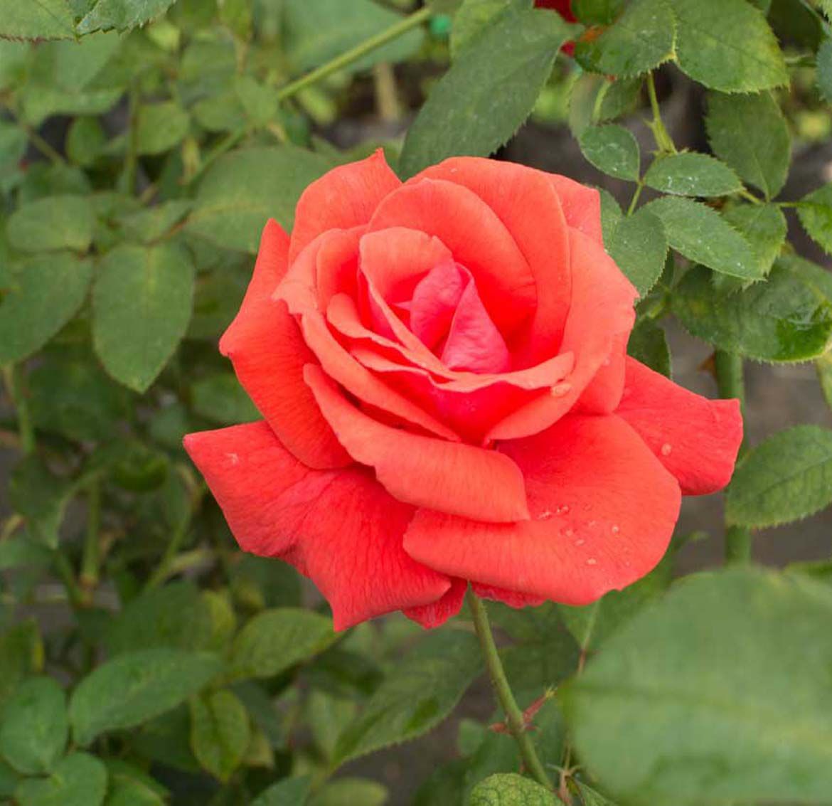 Orange Pink Rose Fragrant Flower Plant (1-2 Feet Height)