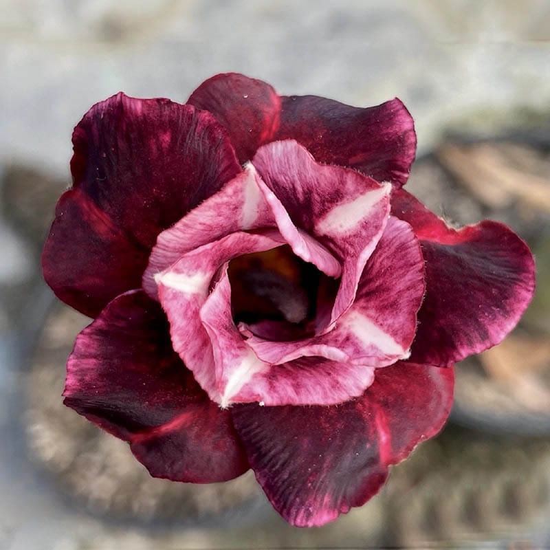 Adenium Obesum Desert Rose Grafted Flowers Plant (pack of 4)