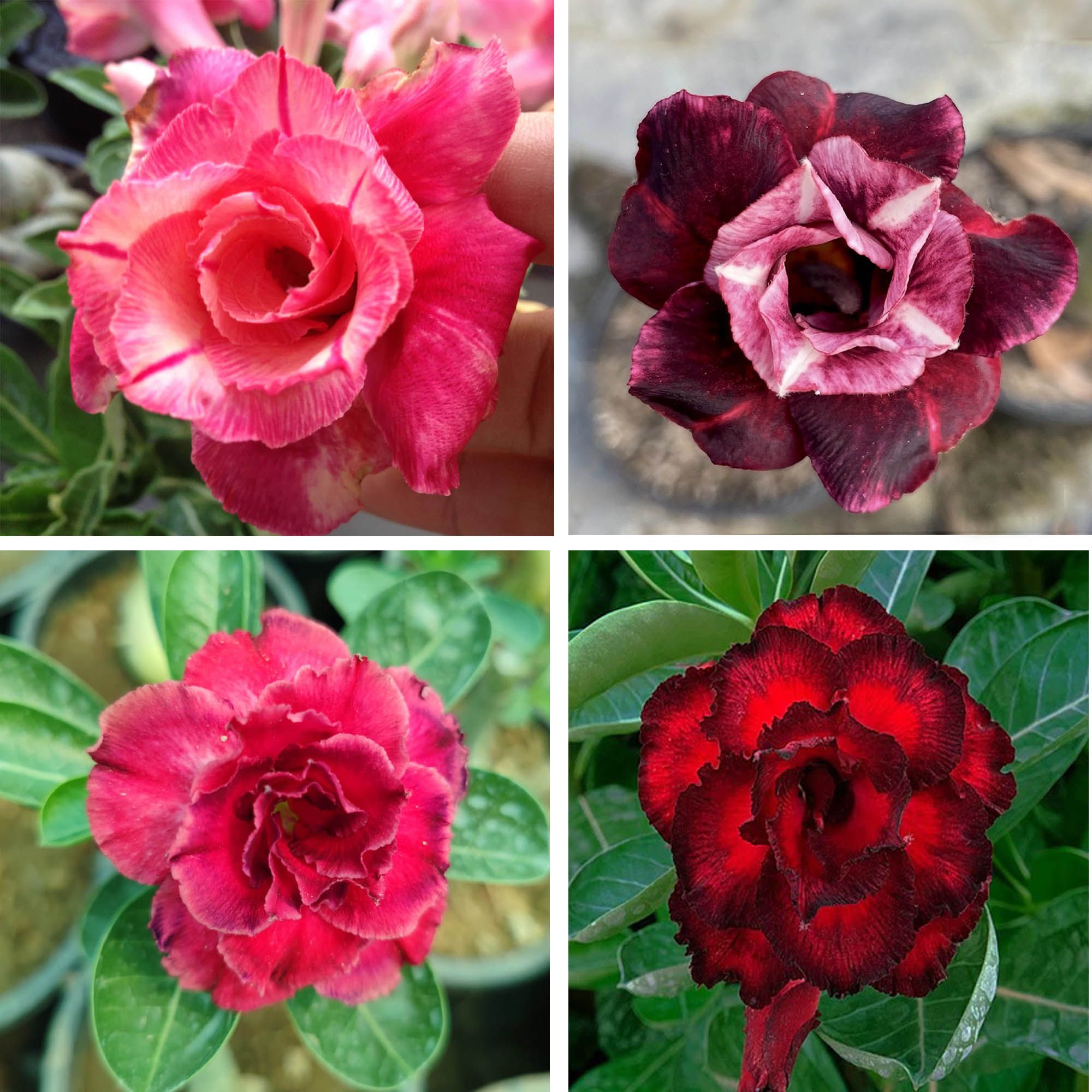 Adenium  Obesum Desert Rose Grafted Flowers Plant (pack of 4)