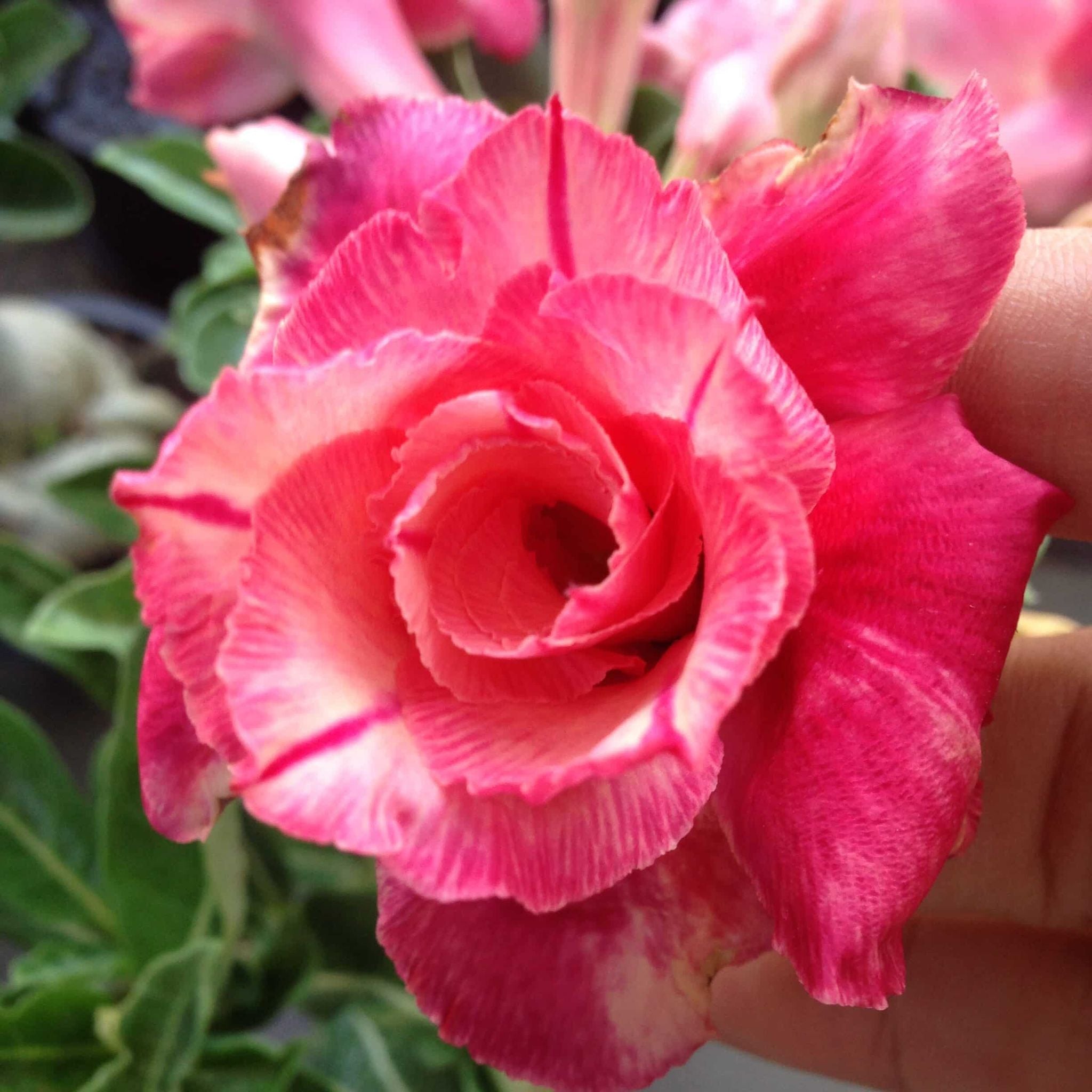 Adenium Obesum Desert Rose Grafted Flowers Plant (pack of 4)