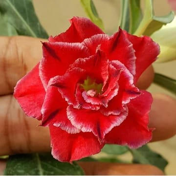 Rosey Verity Adenium Obesum Desert Rose Grafted Flowers Plant-P98