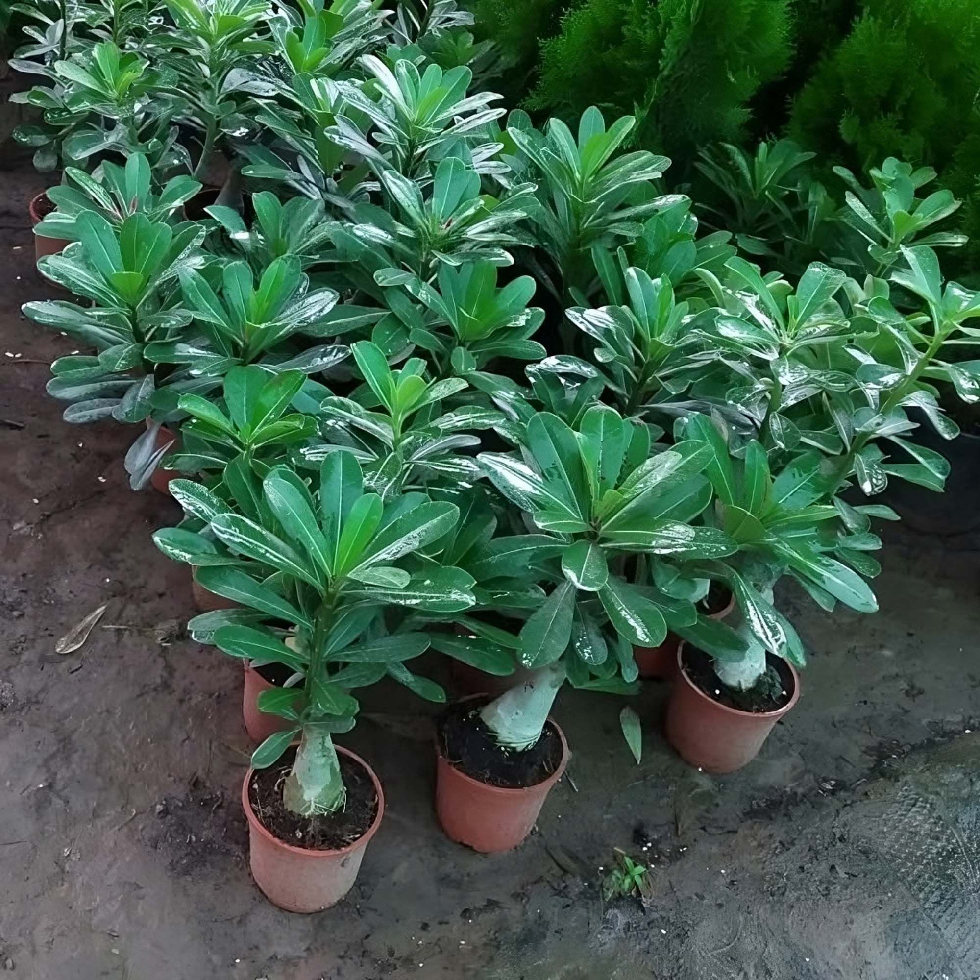 Rosey Verity Adenium Obesum Desert Rose Grafted Flowers Plant-P98