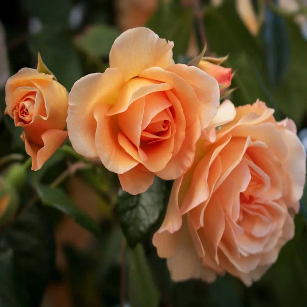 Soft Peach Rose Fragrant Flower Plant (1-2 Feet Height)