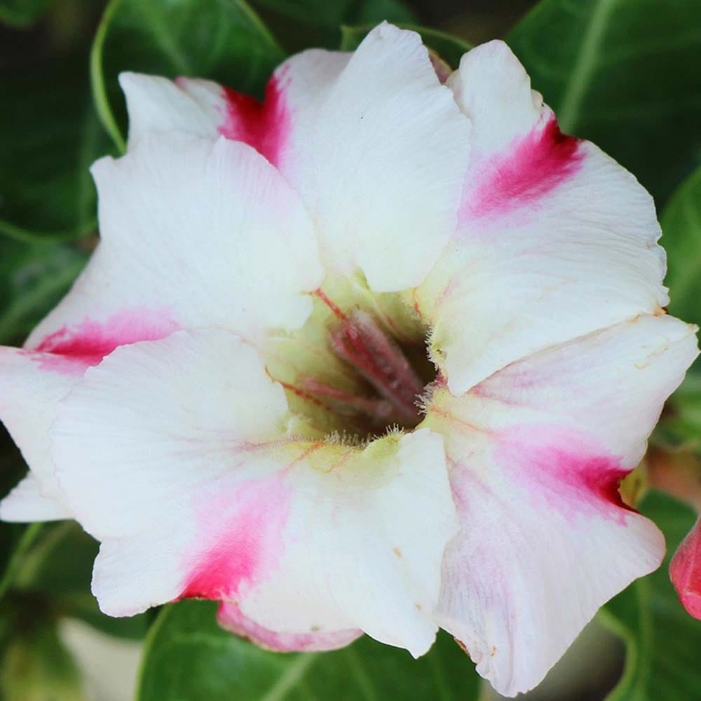 Rosey Variety Adenium  Obesum Desert Rose Grafted Flowers Plant -P11