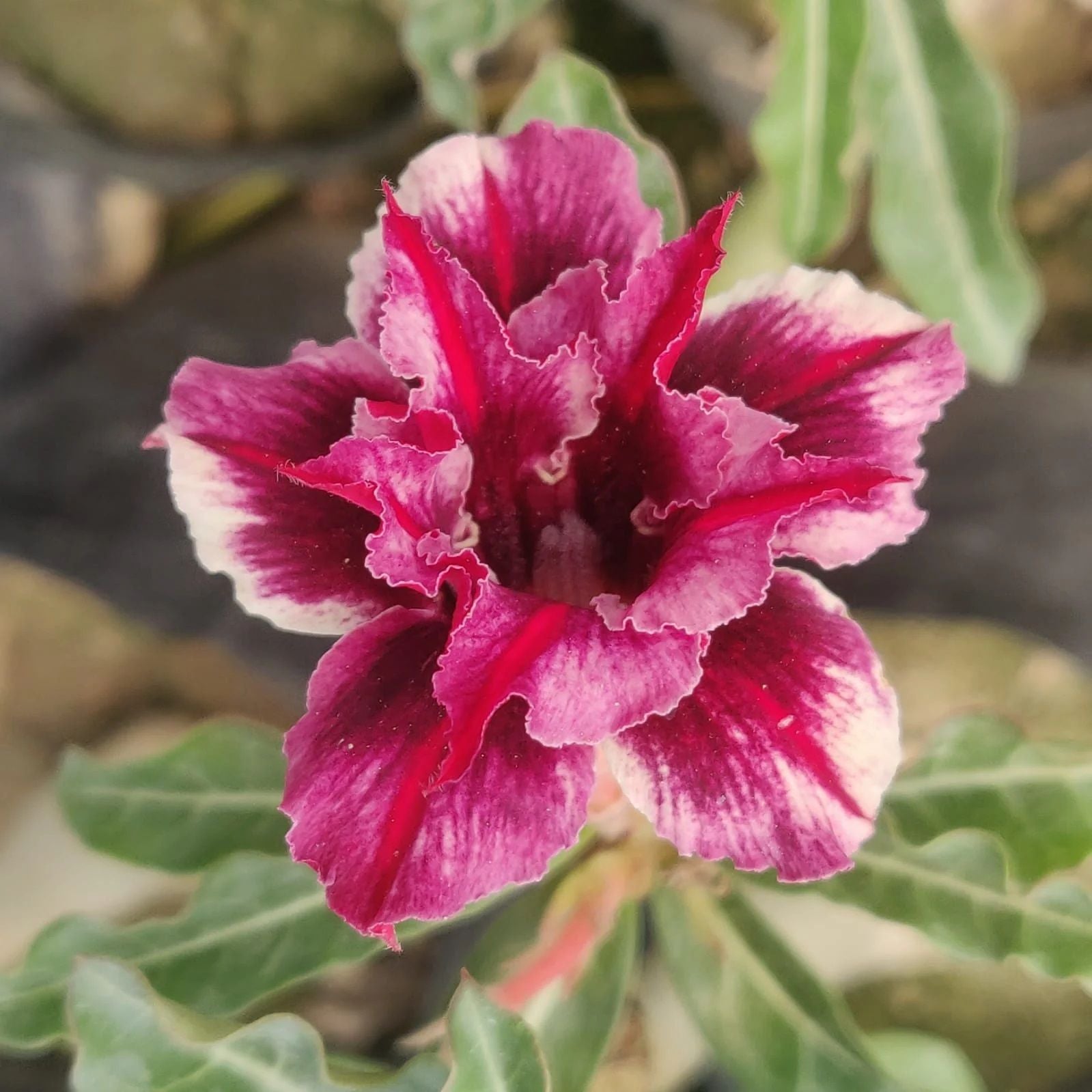 Adenium Obesum Desert Rose Grafted Flowers Plant (pack of 4)