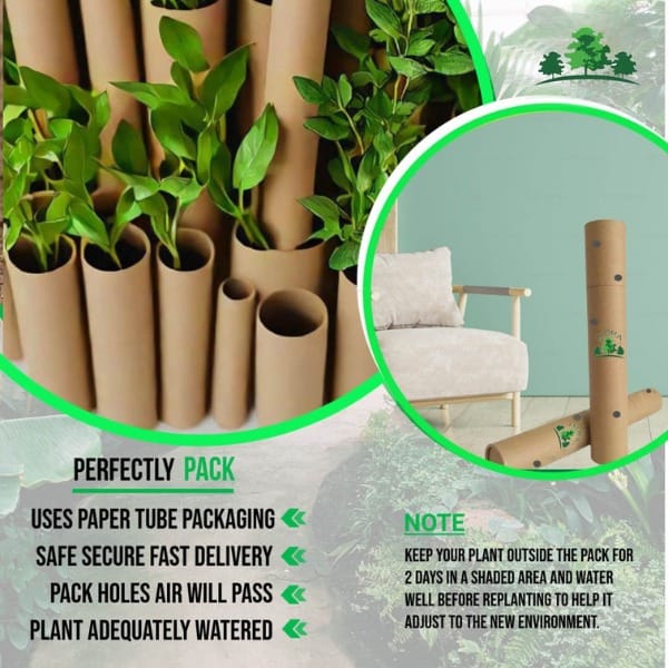 Alphonso Hapus Ratnagiri Mango Aam Grafted Fruit Plant (1.5-3 Feet Height)