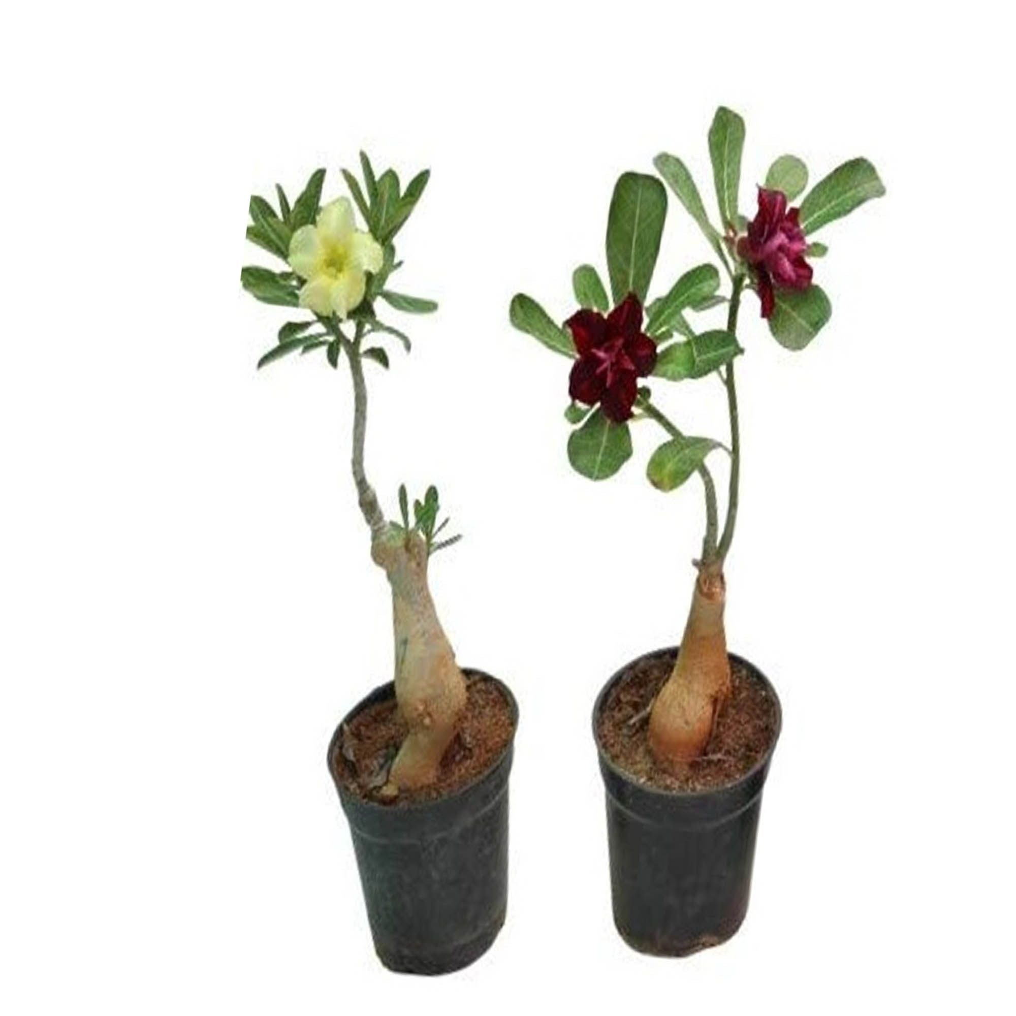 Adenium  Obesum Desert Rose Grafted Flowers Plant (pack of 2)